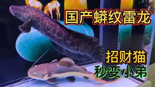 国产雷龙可以养活吗视频