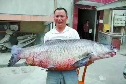 青鱼视频5vb 国产,探索青鱼视频5vb的创新与魅力