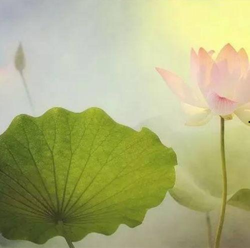 国产荷花综合资源视频