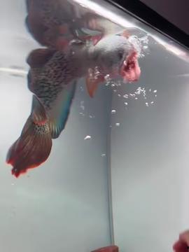 国产雷龙鱼驯养视频教程,跟随国产视频教程轻松入门