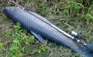 丝袜青鱼国产视频,国产视频中的性感与奇幻交织